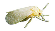 Pest Solutions Plus - White Flies