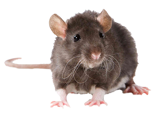 Pest Solutions Plus - Rodent Control