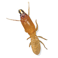 Pest Solutions Plus - Termites