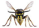 Pest Solutions Plus - Wasps