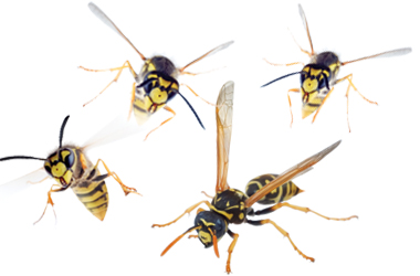 Pest Solutions Plus - Wasp and Hornet Protection